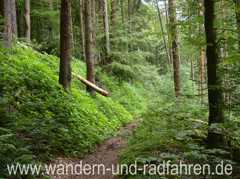 Auf der Morretal-Wanderung wandert man häufig auf schmalen Pfaden wie hier durch einen schönen Kiefernbestand.